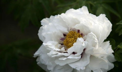 2021中國農(nóng)業(yè)農(nóng)村重大新產(chǎn)品 系列優(yōu)異花色牡丹遠緣雜交新品種