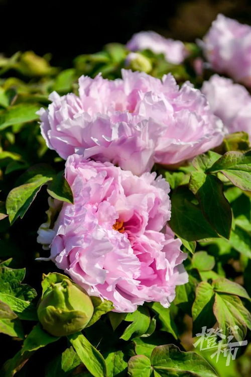 600歲“牡丹王”迎春綻放，第二十屆普寧牡丹花會靜待君來